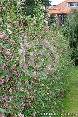 Flowering currant Ribes sanguineum, flowering shrub in garden Stock Photo